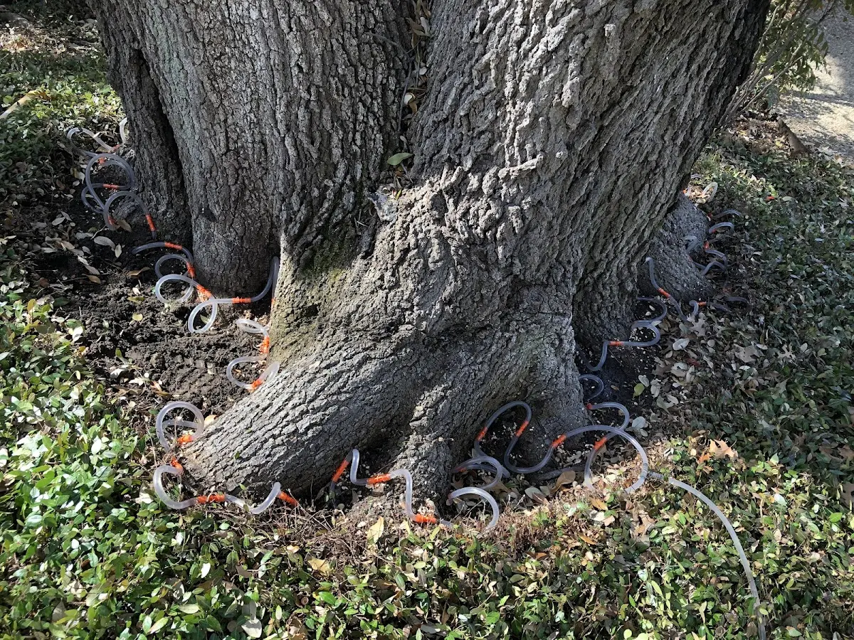Detailed Tree Cabling and Bracing job site in Oceanside