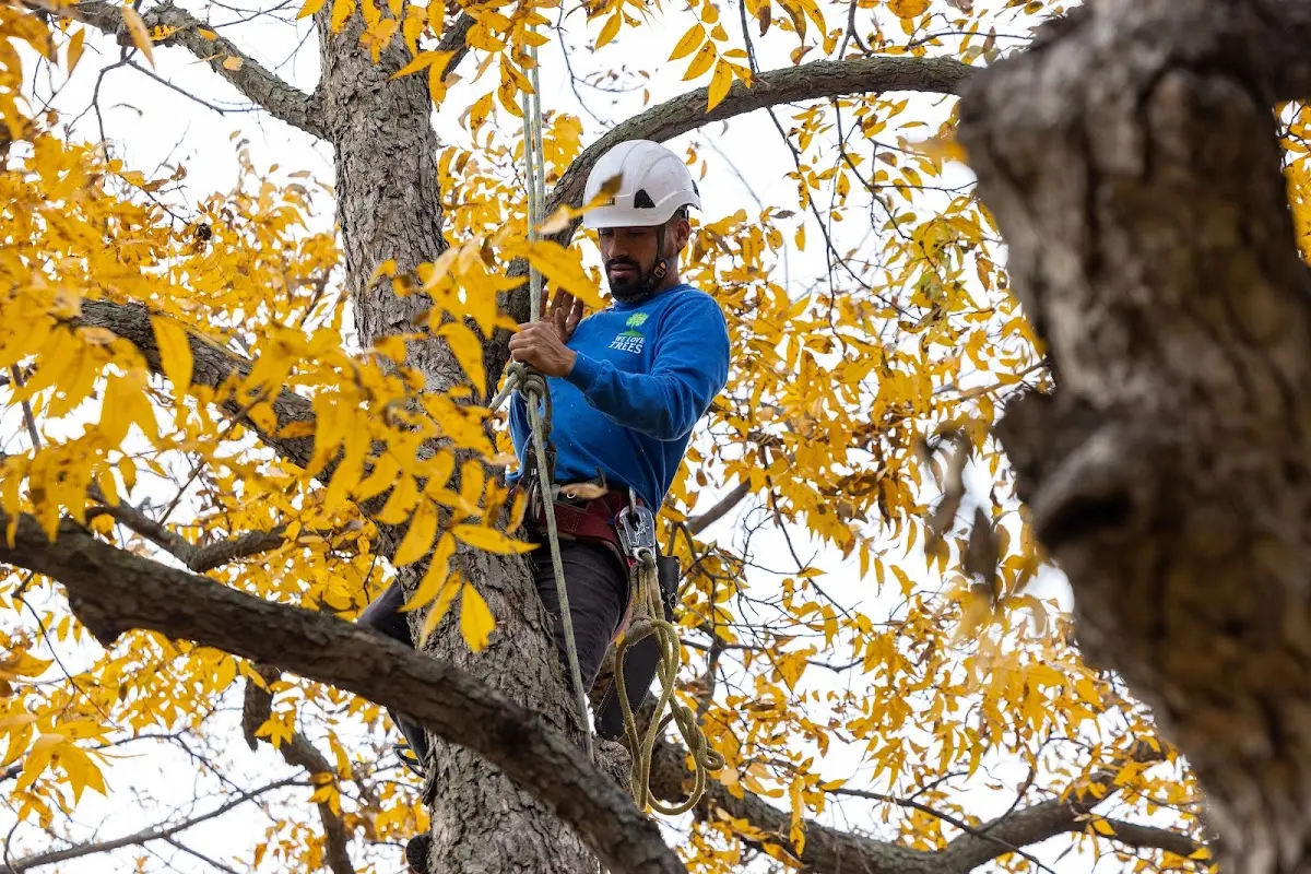 Skilled Tree Trimming crew working in Oceanside